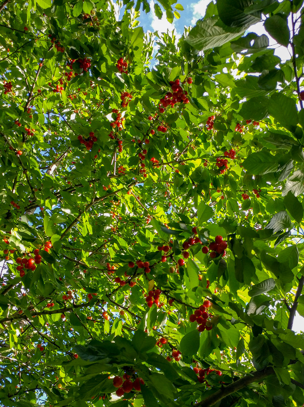 cherries